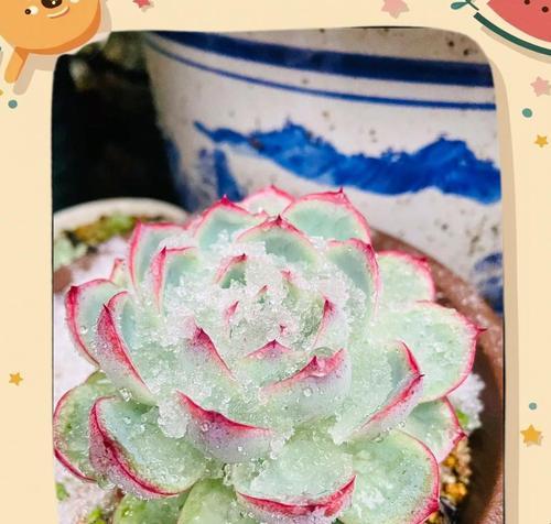 紫乐上盆后浇水方法是什么？正确步骤有哪些？
