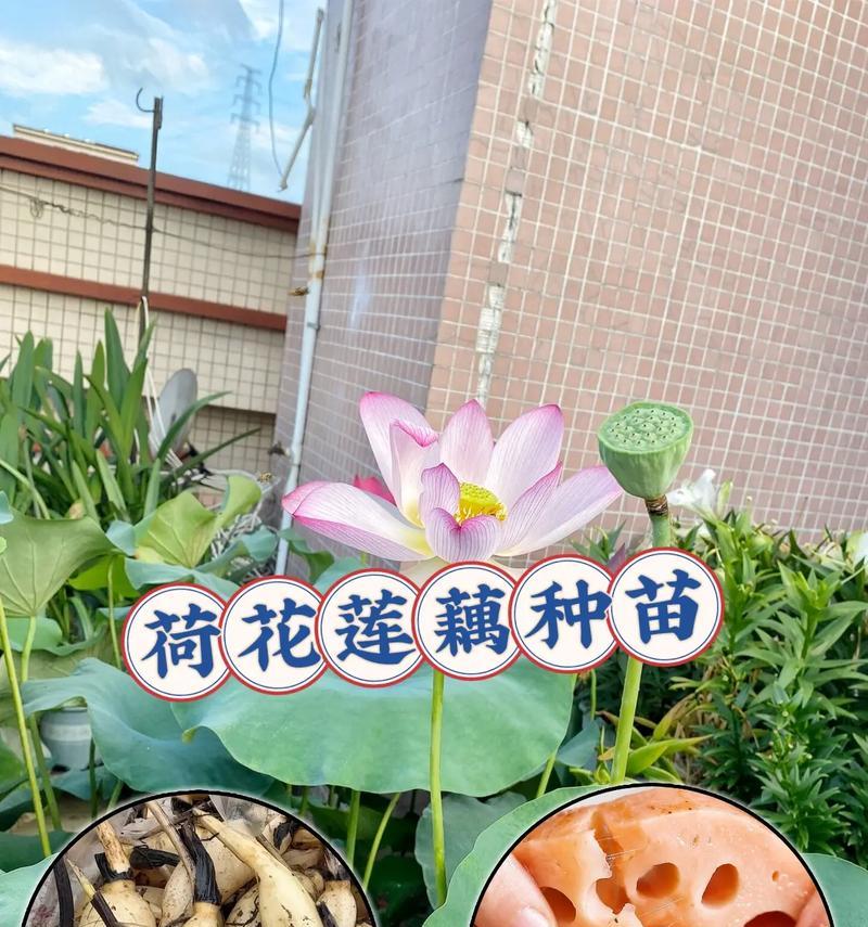荷花纯土栽培的关键技术要点是什么？
