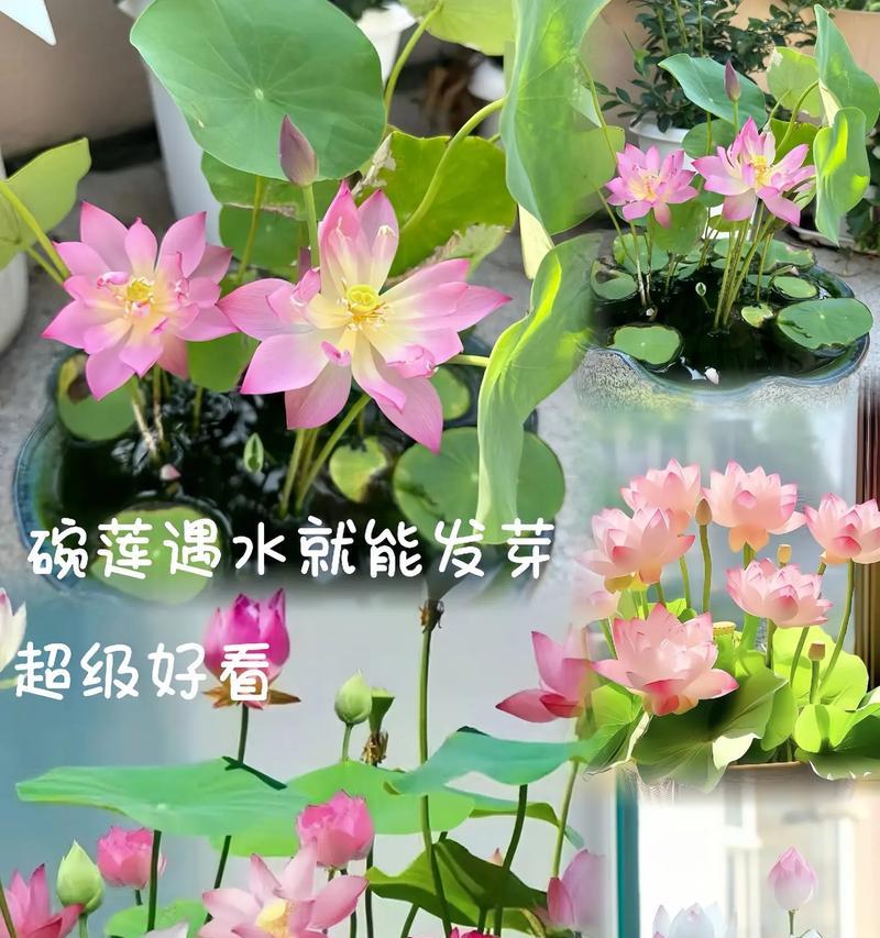 荷花纯土栽培的关键技术要点是什么？