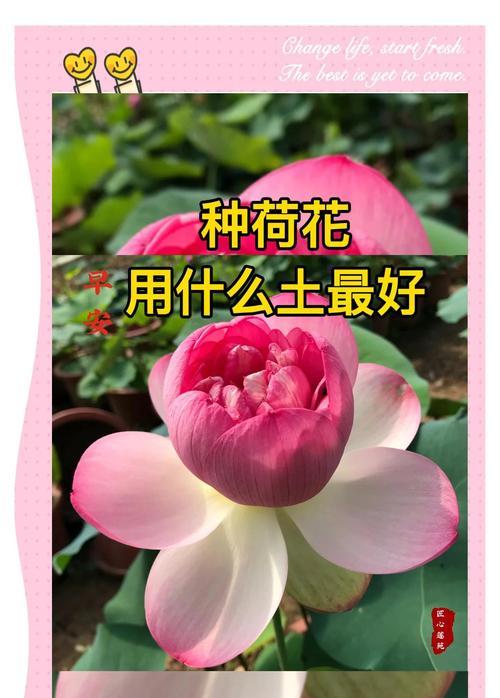 荷花纯土栽培的关键技术要点是什么？