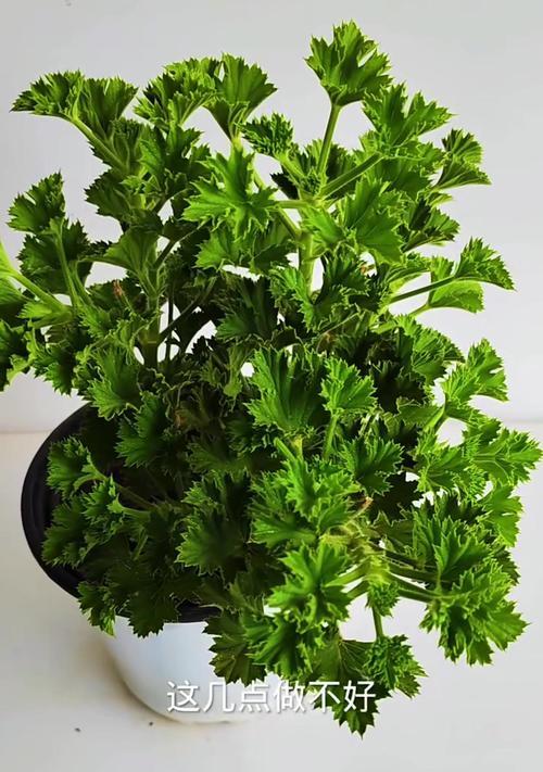 天竺葵夏季心子干枯的应对措施是什么？