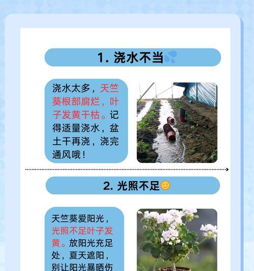 天竺葵夏季心子干枯的应对措施是什么？