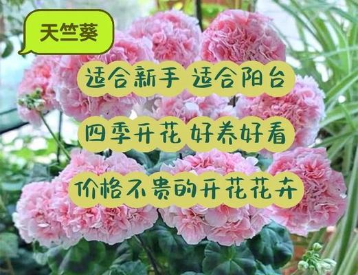 阳台正对医院适合摆放哪些花卉？