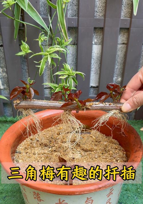 三角梅扦插造型技巧？