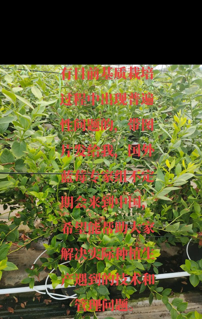 叶子栽培技术的常见问题和解决方法是什么？
