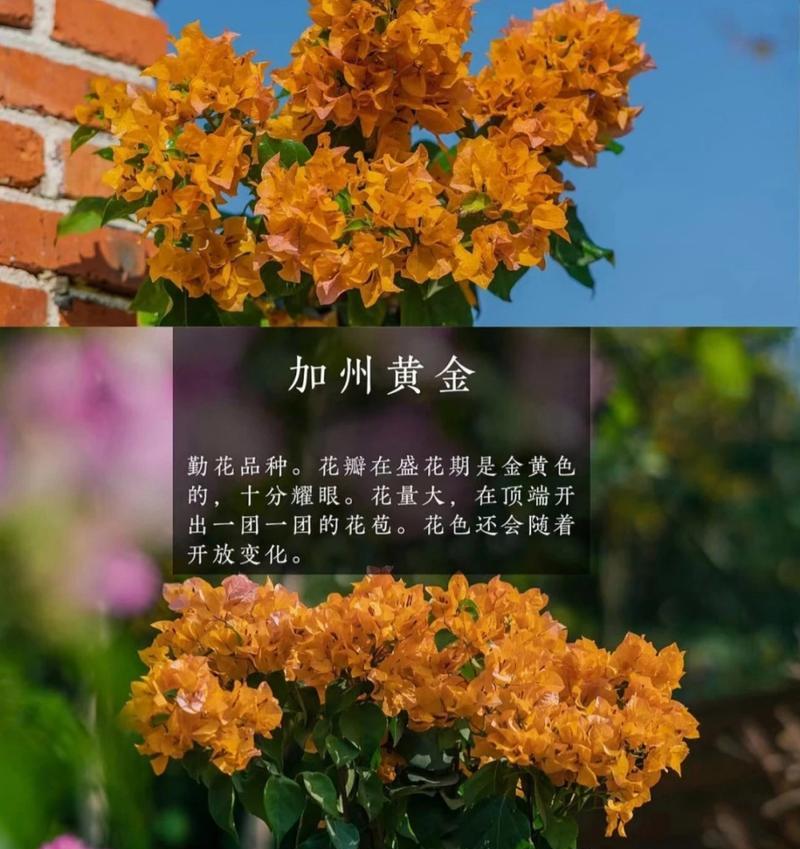 三角梅品种选择技巧是什么？如何挑选最佳品种？