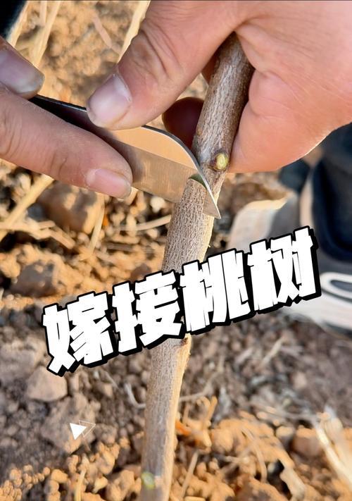 桃树浇水的正确方法有哪些？