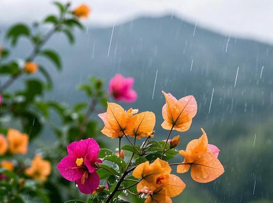 三角梅在雨天如何进行嫁接？露天下嫁接的正确方法是什么？