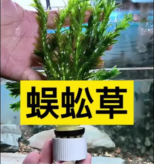 蜈蚣草叶子发黄枯萎如何处理？