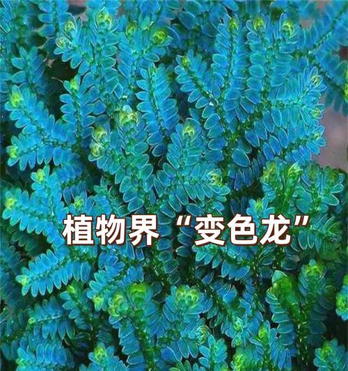 龙须叶发黄和叶子发红的原因是什么？