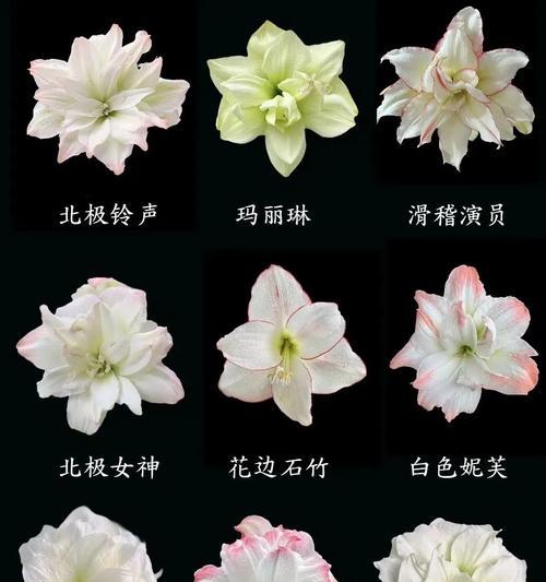 朱顶红开两朵花的品种是什么？朱顶红有哪些品种？