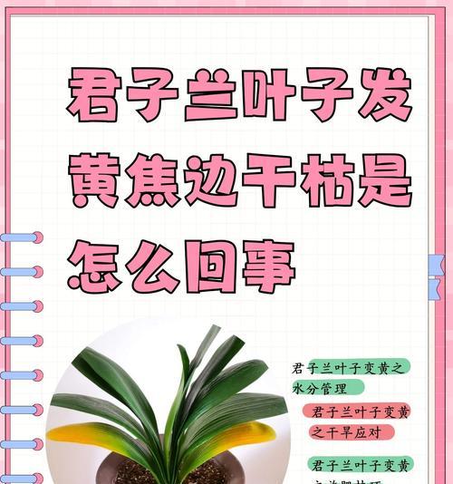 养君子兰怎么老是养死？避免失败的养护技巧！
