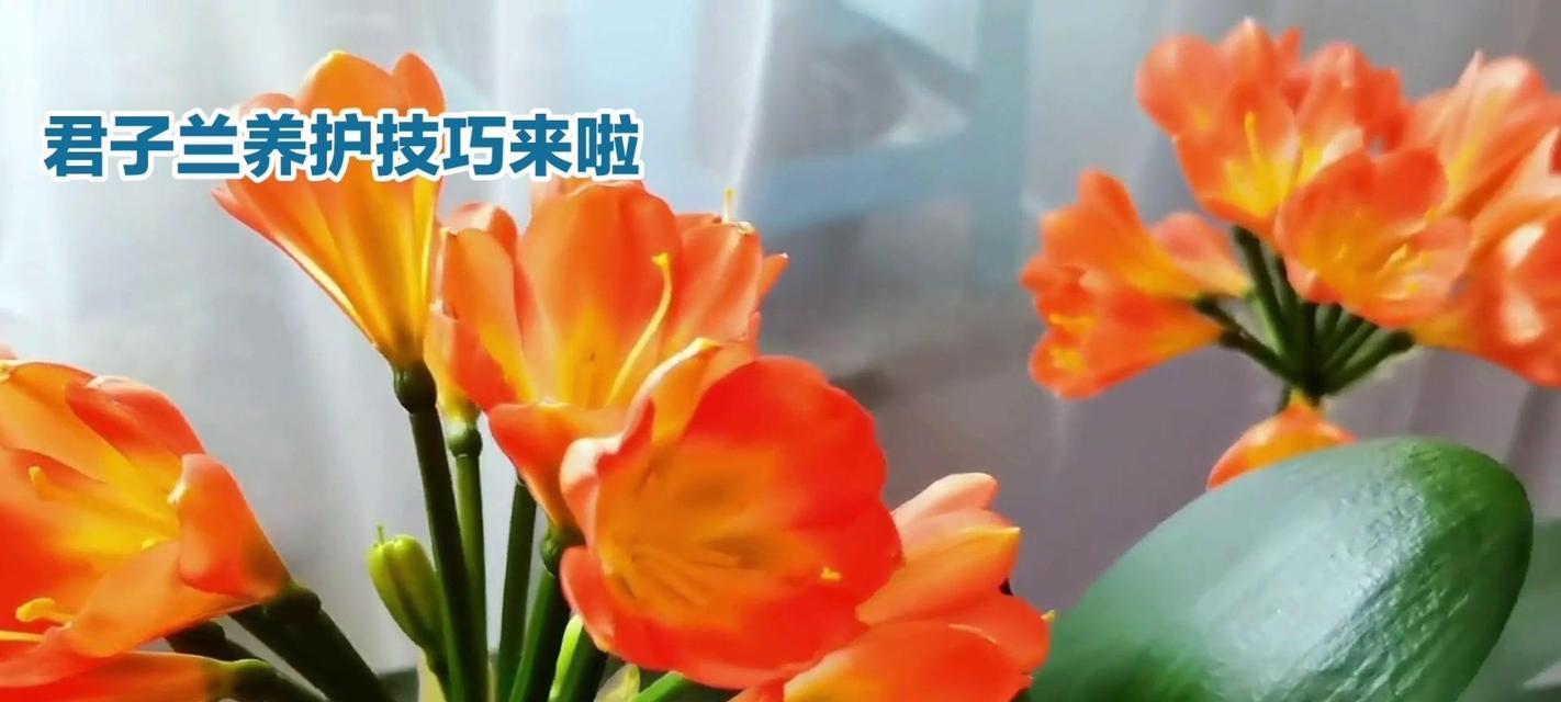 君子兰双色鸳鸯怎么养？养护要点是什么？
