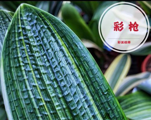 君子兰双色鸳鸯怎么养？养护要点是什么？