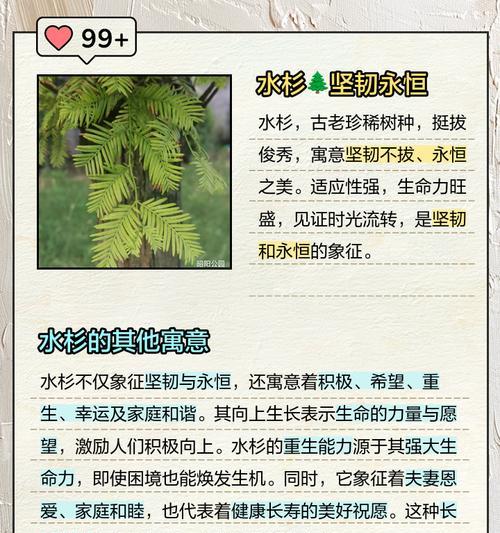 水杉作为观赏植物有哪些独特特点？