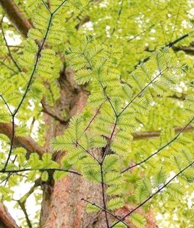 水杉作为观赏植物有哪些独特特点？