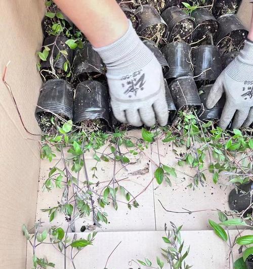 全缘组铁线莲的种植方法是什么？有哪些注意事项？
