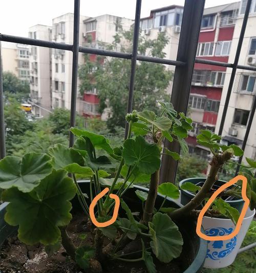 天竺葵老桩子修剪的正确方法是什么？