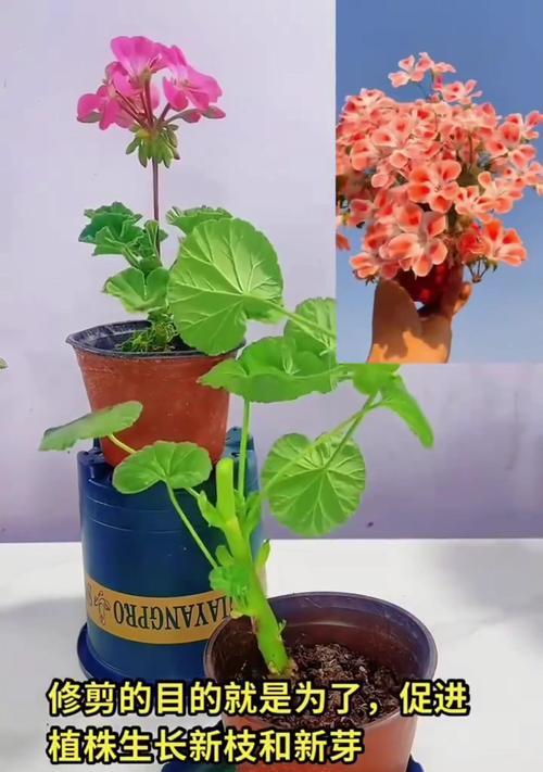 天竺葵老桩子修剪的正确方法是什么？