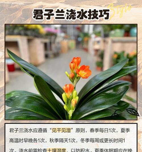 条体君子兰的调整方法是什么？