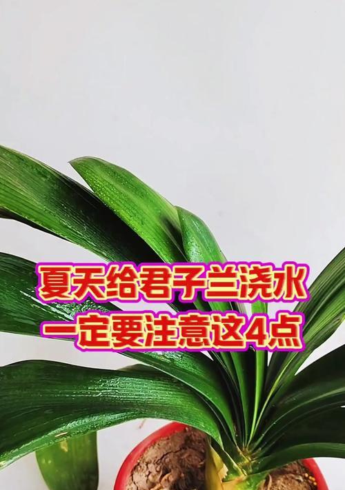 君子兰换土后多久浇水合适？