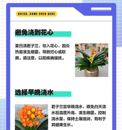 君子兰换土后多久浇水合适？