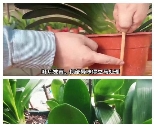 君子兰换土后多久浇水合适？