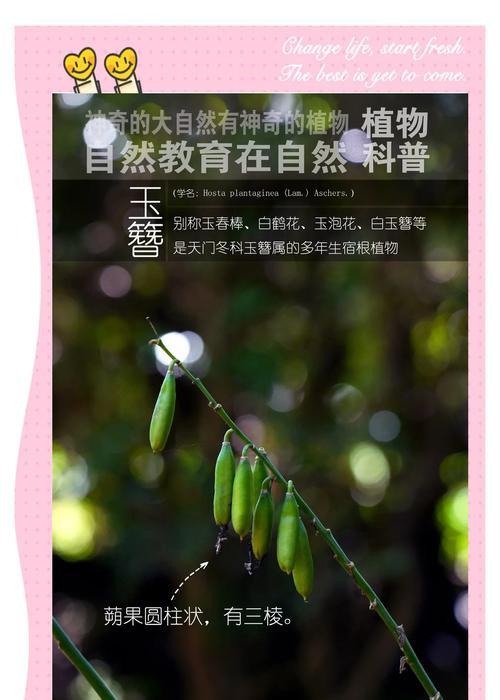玉簪叶子下垂发黄的解决方法是什么？