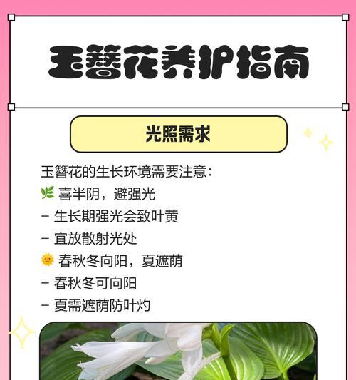 玉簪叶子下垂发黄的解决方法是什么？