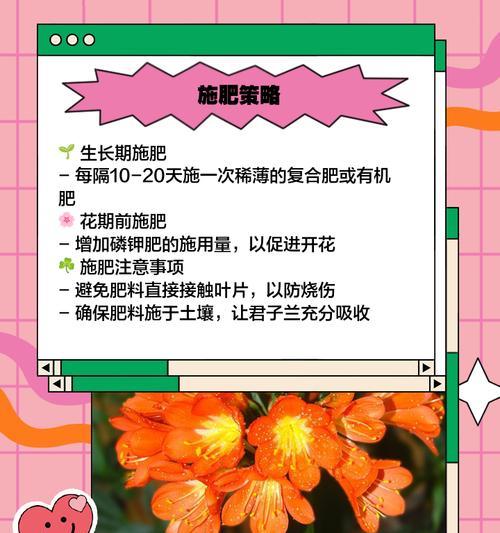 君子兰花期管理需要注意什么？