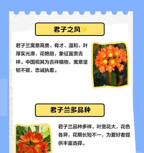 君子兰花期管理需要注意什么？
