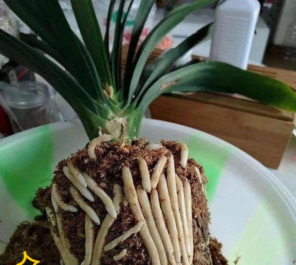 君子兰怎么掰芯？掰芯的最佳时机和方法是什么？
