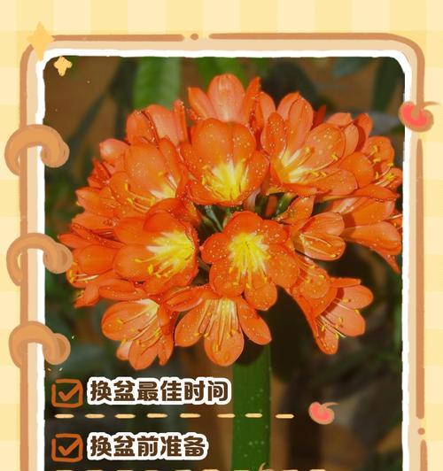君子兰怎么掰芯？掰芯的最佳时机和方法是什么？