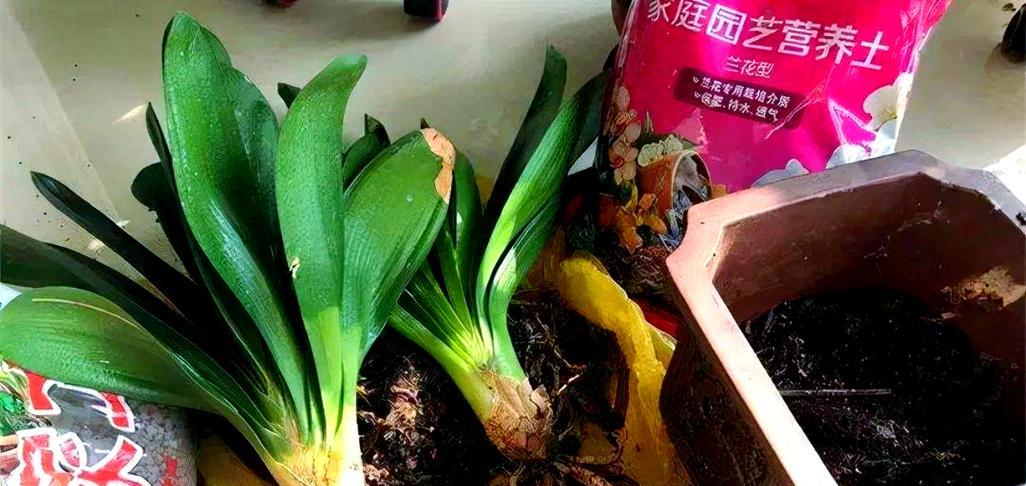 君子兰怎么掰芯？掰芯的最佳时机和方法是什么？