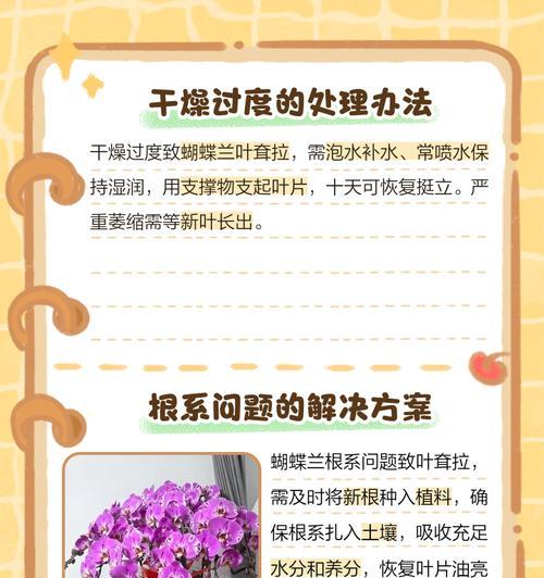 蝴蝶兰叶子发黄但不缺水应该怎么办？