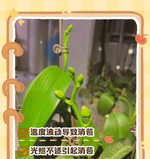 蝴蝶兰叶子发黄但不缺水应该怎么办？