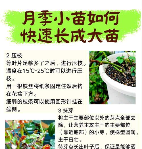 月季老桩的正确生长方法和注意事项？