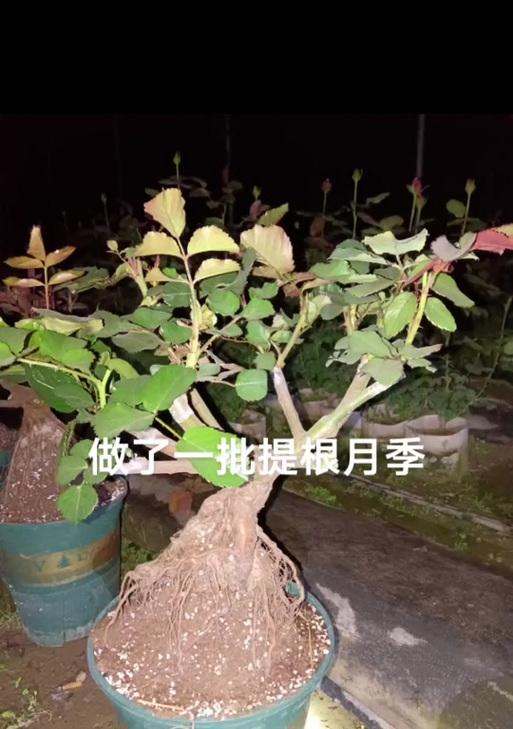 月季老桩的正确生长方法和注意事项？