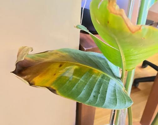 怎么阴干叶子不发黄？阴干过程中的注意事项是什么？