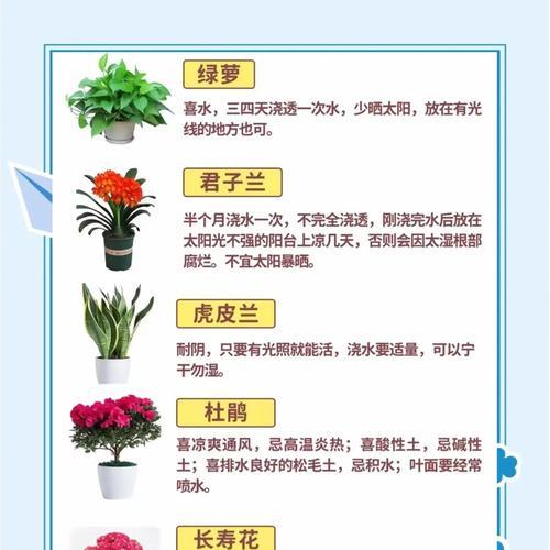 君子兰起花苞后如何养护？有哪些注意事项？