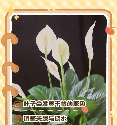花朵叶子尖发黄怎么办呢？如何诊断和解决叶子尖发黄问题？