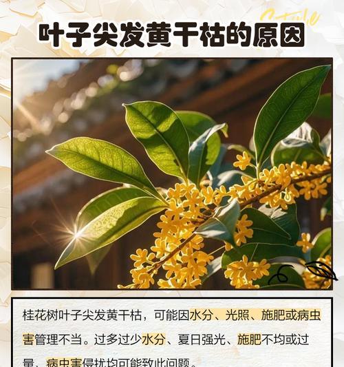 花朵叶子尖发黄怎么办呢？如何诊断和解决叶子尖发黄问题？