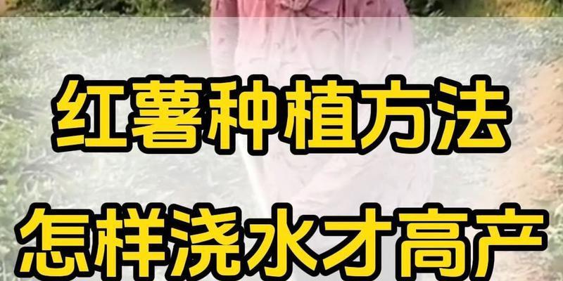 地瓜浇水的最佳方法是什么？如何科学地给地瓜浇水？