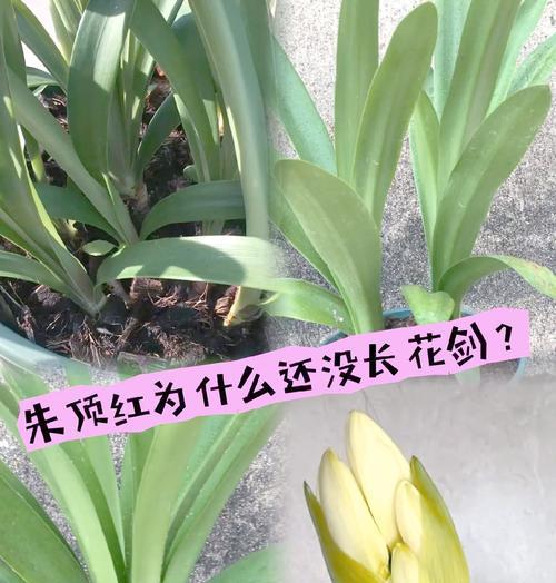 朱顶红出水的原因及解决办法是什么？