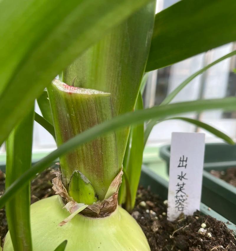 朱顶红出水的原因及解决办法是什么？