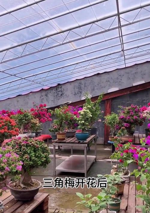 怎么防止三角梅晃动？
