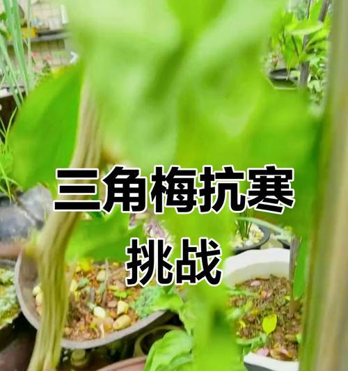 怎么防止三角梅晃动？