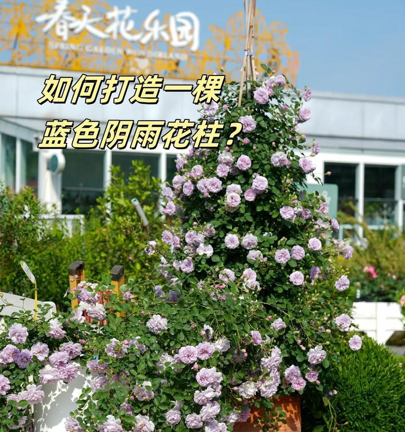 如何有效控制爬藤月季的生长速度？