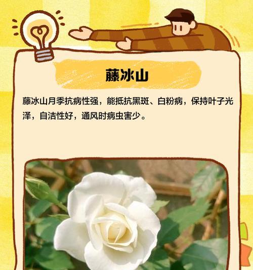 如何有效控制爬藤月季的生长速度？