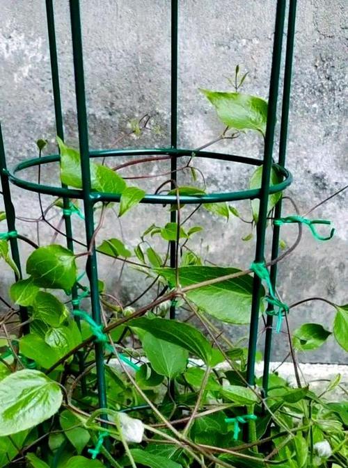 铁线莲根部保养和浇水的正确方法是什么？